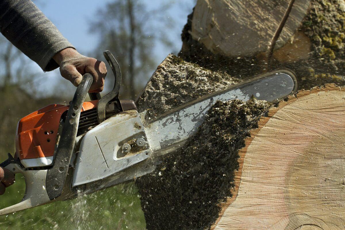 tree removal in Windsor East